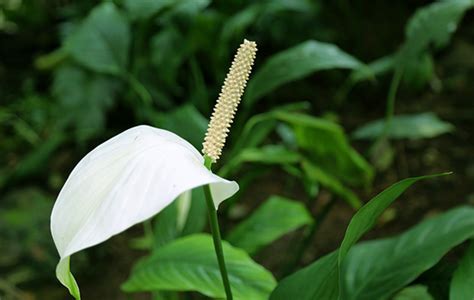 白鹤芋风水|白鹤芋：“一帆风顺”吉祥花的生长习性与养护